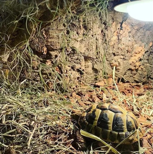 Akcesoria do terrarium