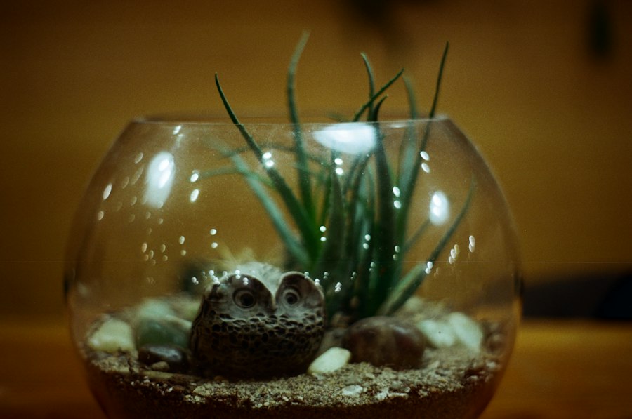 ozdoby do terrarium