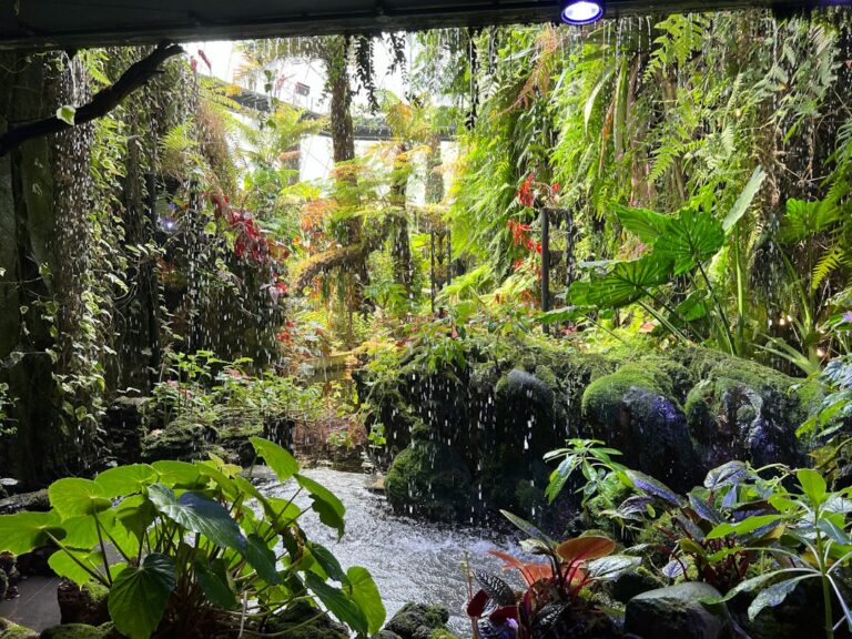 Photo tropical terrarium live plants survival