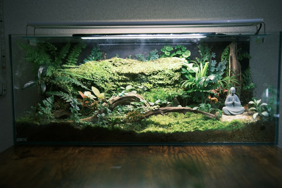 Photo tropical terrarium live plants survival