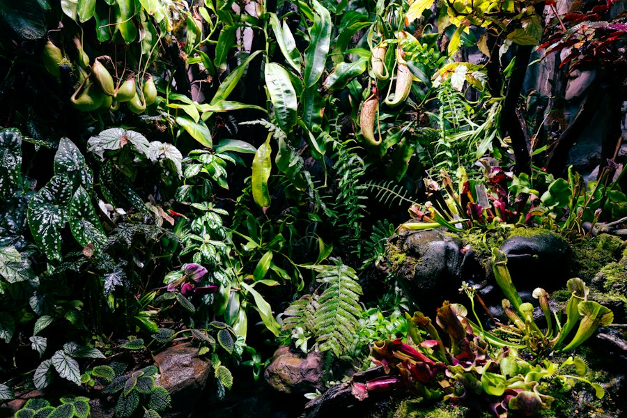 żywe rośliny do terrarium